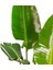 Starliçe (Cennet Kuşu Çiçeği) Strelitzia Nicolai 100 cm 3 Adet 5