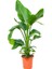 Starliçe (Cennet Kuşu Çiçeği) Strelitzia Nicolai 80 cm 4