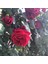 Tüplü Yoğun Kokulu Kırmızı Kozluören Sarmaşık Gül Fidanı 1