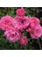 Tüplü Katmerli Kordes Rosen Tina Yediveren Soğuklara Dayanıklı Gül Fidanı 1