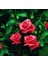 Tüplü Kordes Lady Rose Kokulu Gül Fidanı 1