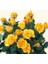 Tüplü Kordes Rosen Yediveren Yellow Taifun Gül Fidanı 1