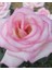 Tüplü Aşılı Princess Yediveren Kokulu Gül Fidanı 1