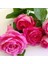 Tüplü Yediveren Kokulu Reçellik Isparta Gül Fidanı 1