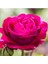 Tüplü Bright Pink Yediveren Yoğun Kokulu Gül Fidanı 1