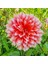 Holland Festival Dahlia Yumrusu (1 Adet) 1