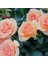 Tüplü Koleksiyonluk Kokulu Lynda Yediveren Gül Fidanı 1