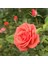Tüplü Koleksiyonluk Yediveren Harmonie Yoğun Kokulu Gül Fidanı 1