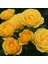 Tüplü Kordes Rosen Katmerli Sunbeam Sarı Renkli Yediveren Gül Fidanı 1