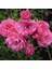 Tüplü Katmerli Kordes Rosen Tina Yediveren Soğuklara Dayanıklı Gül Fidanı 1