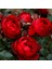 Tüplü Katmerli Kordes Rosen Till Eulenspiegel Kokulu Yediveren Gül Fidanı 1