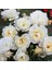 Tüplü Koleksiyonluk Kokulu Weisse Wolke Yediveren Gül Fidanı 1