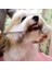 Keluofu 6 Inç Pet Bakım Köpek Saç Makas Seti (Yurt Dışından) 4