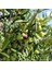 Seneye Meyve Verebilir Durumda Yağlılık Selelik Sofralık Gemlik Trilye Zeytin Fidanı (100-150 Cm) 2