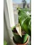 Philodendron White Princess- Albino Özel Tür- Ofis Salon Bitkisi 4