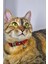 Ayarlanabilir - Sesli Zilli- Kedi Tasması (12 Farklı Renk Seçeneği) Kedi Boyun Tasması 1