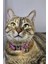 Ayarlanabilir - Sesli Zilli- Kedi Tasması (12 Farklı Renk Seçeneği) Kedi Boyun Tasması 1