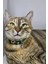 Ayarlanabilir - Sesli Zilli- Kedi Tasması (12 Farklı Renk Seçeneği) Kedi Boyun Tasması 1