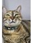 Ayarlanabilir - Sesli Zilli- Kedi Tasması (12 Farklı Renk Seçeneği) Kedi Boyun Tasması 1