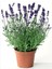 Aromatik Bahar Bitkisi Balkon Bitkisi Lavanta Çiçeği Fidanı 20 cm 1