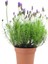 Aromatik Bahar Bitkisi Balkon Bitkisi Lavanta Çiçeği Fidanı 20 cm 3