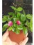Buz Çiçeği Aptenia Cordifolia Fidesi Fidanı 3 Adet 10-20 cm 1