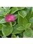 Buz Çiçeği Aptenia Cordifolia Fidesi Fidanı 3 Adet 10-20 cm 2