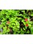 Buz Çiçeği Aptenia Cordifolia Fidesi Fidanı 3 Adet 10-20 cm 3