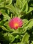 Mezarlık Çiçeği Buz Çiçeği Fidanı Aptenia Cordifolia 10-20 cm 2
