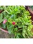 Mezarlık Çiçeği Buz Çiçeği Fidanı Aptenia Cordifolia 10-20 cm 3