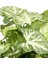 Melek Kanadı Iç Mekan Süs Bitkisi Syngonium Podophyllum 10-20 cm 2