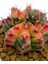 Gymnocalcium Variegata / Kaktus 3