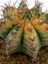 Gymnocalcium Variegata / Kaktus 3