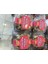 Sakızlı Kurabiye 400 gr 1 Adet 2
