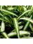 Kurdele Çiçeği / 20-40 cm / Chlorophytum (Comosum) / Popüler Bitki / Dolgun Formda 1