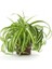 Kurdele Çiçeği / 20-40 cm / Chlorophytum (Comosum) / Popüler Bitki / Dolgun Formda 3