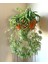 Kurdele Çiçeği / 20-40 cm / Chlorophytum (Comosum) / Popüler Bitki / Dolgun Formda 4