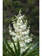 Yuka Avize Çiçeği / Yucca Massengena / 2 Kollu / 100-120 cm / Popüler Bitki 1