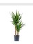 Yuka Avize Çiçeği / Yucca Massengena / 2 Kollu / 100-120 cm / Popüler Bitki 2
