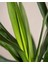 Yuka Avize Çiçeği / Yucca Massengena / 2 Kollu / 100-120 cm / Popüler Bitki 4