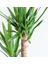 Yuka Avize Çiçeği / Yucca Massengena / 2 Kollu / 100-120 cm / Popüler Bitki 5
