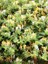 Kokulu Hanımeli Fidanı Lonicera Japonica Halliana 20 40 cm Saksıda 1