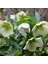 Nadir Bitki Soğuklara Dayanıklı Helleborus Green Star Herdem Yeşil Noel Gülü Çiçeği Fidanı 2