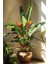 Starliçe / 120-140 cm / Strelitzia Reginae / Turuncu Cennet Kuşu / Şu An Çiçeksiz / Popüler Bitki 1