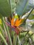 Starliçe / 120-140 cm / Strelitzia Reginae / Turuncu Cennet Kuşu / Şu An Çiçeksiz / Popüler Bitki 3