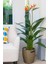 Starliçe / 120-140 cm / Strelitzia Reginae / Turuncu Cennet Kuşu / Şu An Çiçeksiz / Popüler Bitki 4
