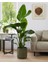 Starliçe / 120-140 cm / Strelitzia Reginae / Turuncu Cennet Kuşu / Şu An Çiçeksiz / Popüler Bitki 5