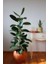 Koyu Yeşil Kauçuk Bitkisi / 80-100 cm / Salon Bitkileri / Popüler Bitki / Dolgun Formda 1