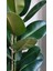 Koyu Yeşil Kauçuk Bitkisi / 80-100 cm / Salon Bitkileri / Popüler Bitki / Dolgun Formda 4