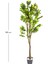 Yapay Ağaç Sunshine 1920 Yaprak 170 Çiçekli Sarı-Yeşil 180 cm . 4